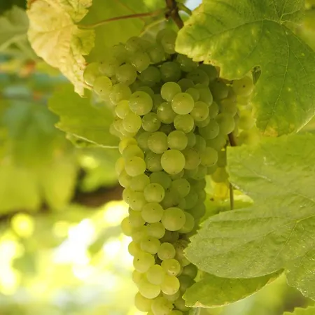 Quinta Da Bouca D'arques