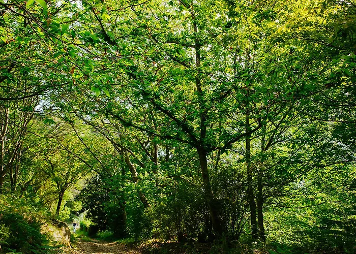 Quinta Da Bouca D'arques 4* ヴィラ・デ・プーニェ