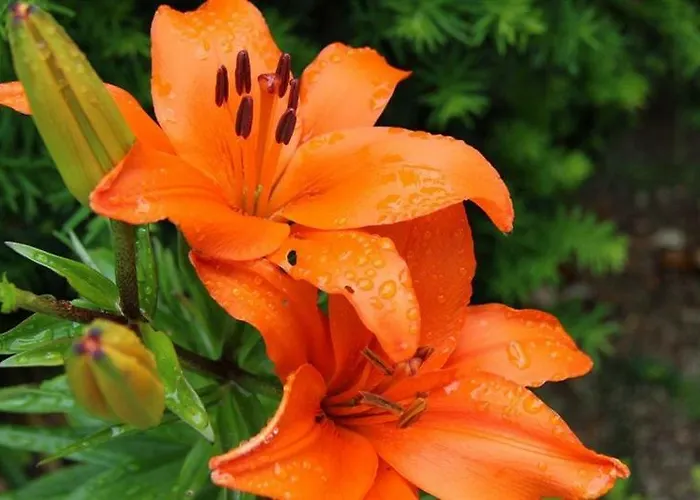 Quinta Da Bouca D'arques