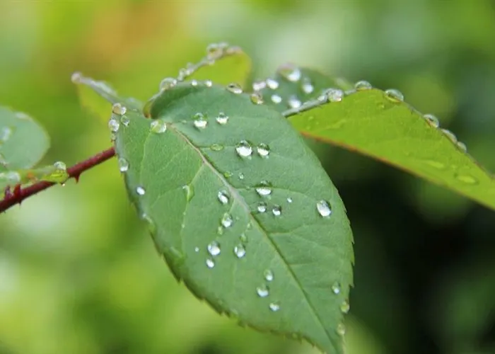 Quinta Da Bouca D'arques ゲストハウス