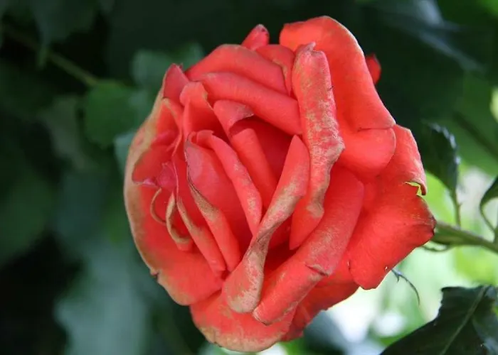 Guest house Quinta Da Bouca D'arques Vila de Punhe